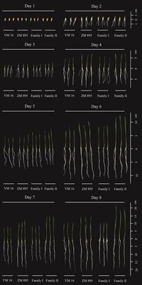 QTL mapping and KASP marker development for seed vigor related traits in common wheat